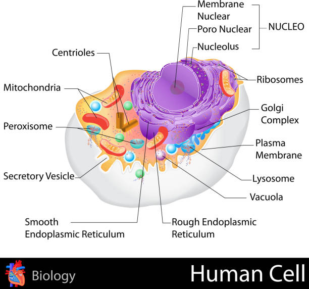 Human Cell easy to edit vector illustration of human cell structure endoplasmic reticulum stock illustrations