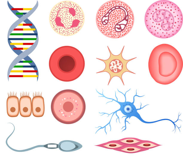 Human Cells DNA bone cell neuron neural nerve sperm ovum Human Cells, with DNA, Blood cells, surface skin cells, bone cell, columnar epithelial and goblet cells, neuron, smooth muscle cells, neural cells, cardiac muscle, nerve cell, reproductive cells, sperm, ovum, lymphocyte, monocyte, neutrophil, eosinophil. Vector illustration cartoon. human cell stock illustrations