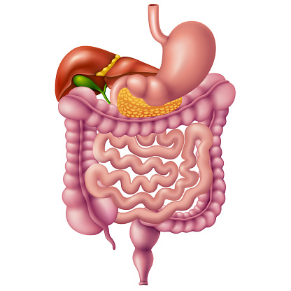 Human Digestive System Stock Illustration - Download Image Now - iStock