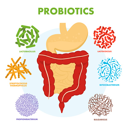probiotics that go through intestinal tract
