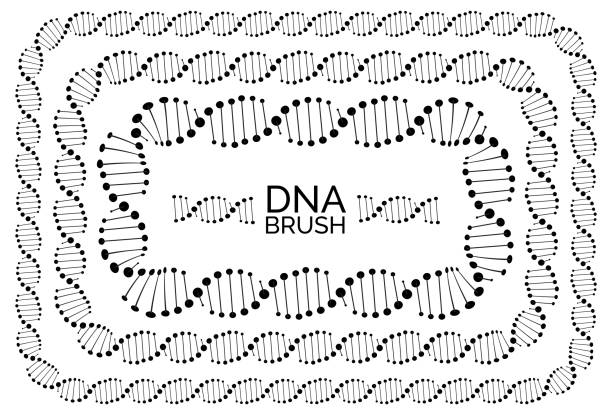 Human dna chain or genome helix molecule rectangular frame Human dna chain or genome helix isolated. Vector illustration of structural dna molecule rectangular frames dna borders stock illustrations