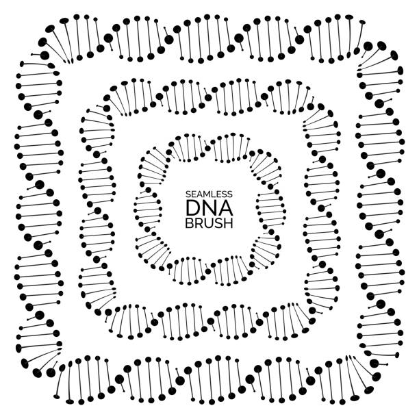 Human dna chain or genome helix molecule seamless lines Human dna chain or genome helix isolated. Vector illustration of structural dna molecule seamless lines and frames dna borders stock illustrations
