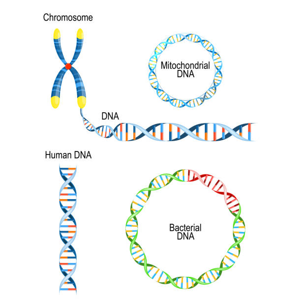 Human DNA - double helix, circular prokaryote chromosome (Bacterial DNA), and Mitochondrial DNA Human DNA - double helix, circular prokaryote chromosome (Bacterial DNA), and Mitochondrial DNA. Types of Deoxyribonucleic acid chromosome stock illustrations