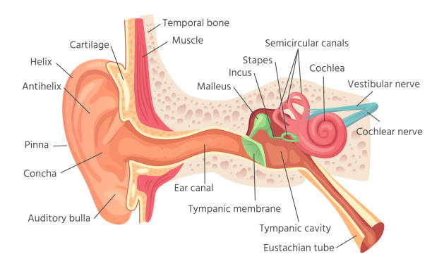 ilustraciones, imágenes clip art, dibujos animados e iconos de stock de anatomía del oído humano. orejas estructura interior, órgano de ilustración vectorial de audición - oreja humana