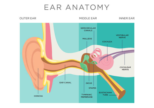 Human ear anatomy Anatomy of the human ear showing inner, middle, and outer ear. stirrup stock illustrations