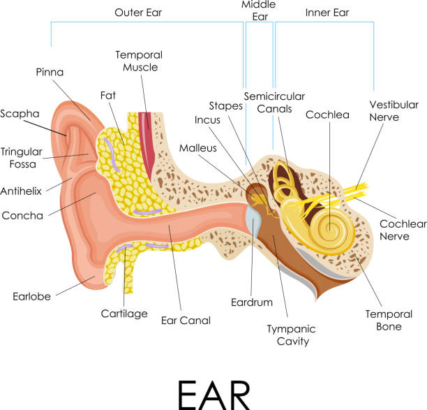 ilustraciones, imágenes clip art, dibujos animados e iconos de stock de oreja humana anatomía - oreja humana