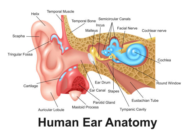 ilustraciones, imágenes clip art, dibujos animados e iconos de stock de oreja humana detallada anatomía - oreja humana