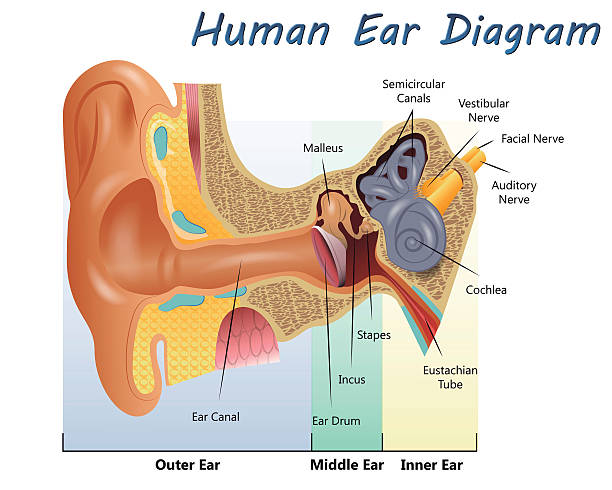 ilustraciones, imágenes clip art, dibujos animados e iconos de stock de oreja humana diagrama - oreja humana