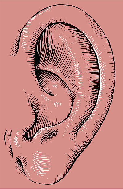 ilustraciones, imágenes clip art, dibujos animados e iconos de stock de oreja humana - oreja humana