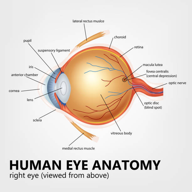 인간 안구 구조, 오른쪽 눈 시청순 위에서 - 눈 신체 부분 stock illustrations