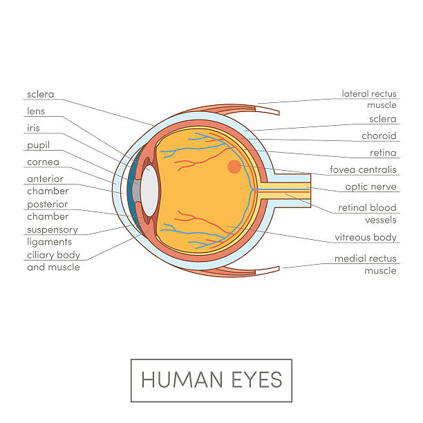 눈 해부 구조 - 눈 신체 부분 stock illustrations