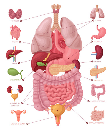 Human Female Body With Internal Organs Stock Illustration - Download