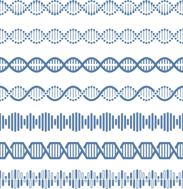 Human genome structural model dna vector seamless pattern brushes Human genome structural model dna vector seamless pattern brushes. Helix structure dna, research human genome, vector illustration dna patterns stock illustrations