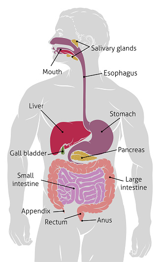 Human Gut Digestive System Gastrointestinal Tract
