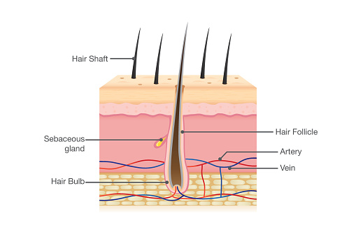Human Hair Anatomy