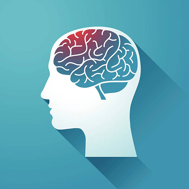 Human head and Brain Human head and Brain. pain silhouettes stock illustrations