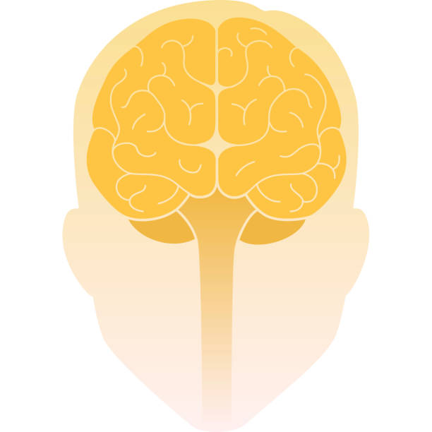 人間の頭の正面図と脳の内側。人間の脳の正面図。ベクターの図。フラットデザイン - 正面から見た図点のイラスト素材／クリップアート素材／マンガ素材／アイコン素材