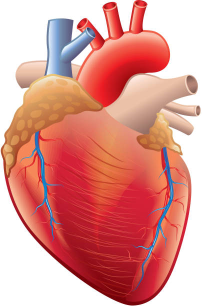 Download Royalty Free Human Heart Clip Art, Vector Images ...