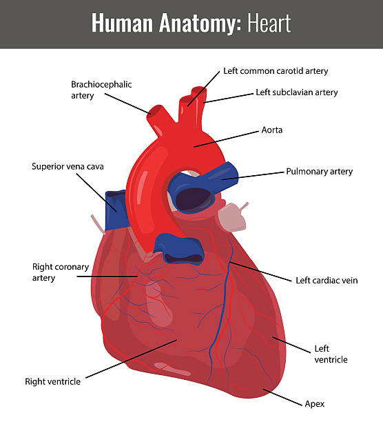 Royalty Free Coronary Artery Clip Art, Vector Images ...