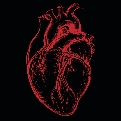 Human Heart Drawing line work