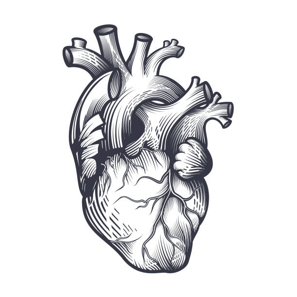 Human heart in engraving technique. Anatomically correct hand drawn line art isolated on white. Tattoo, tee shirt print design. Vector illustration. biology illustrations stock illustrations