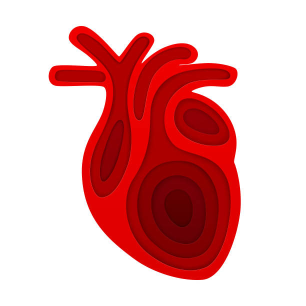Human heart in paper art style Vector red picture of human heart in paper art style. EPS 10 biology stock illustrations