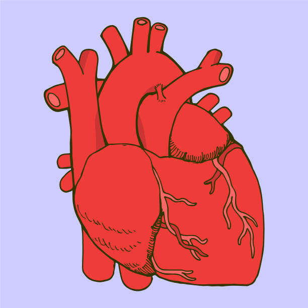 Human Heart vector art illustration