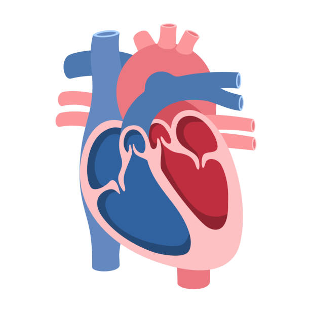человеческое сердце. - laporta stock illustrations