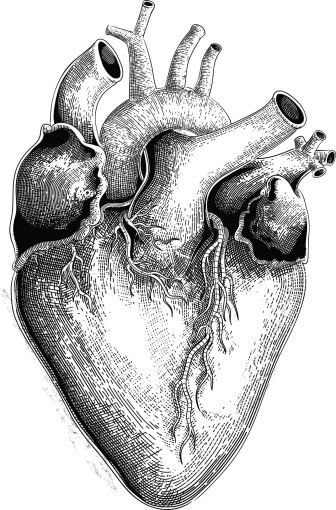Human heart (vector)