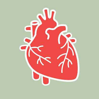 Human heart vector file. Download files include: Illustrator CS3 • Illustrator 10eps • Large jpeg