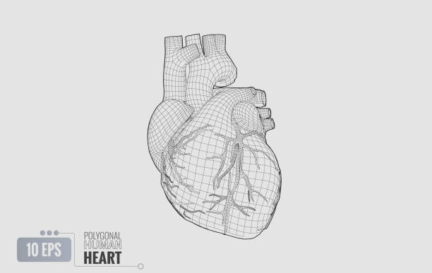 Human heart wireframe isolated on white BG Monochrome polygonal black wireframe line of human heart illustration isolated on white background human heart stock illustrations