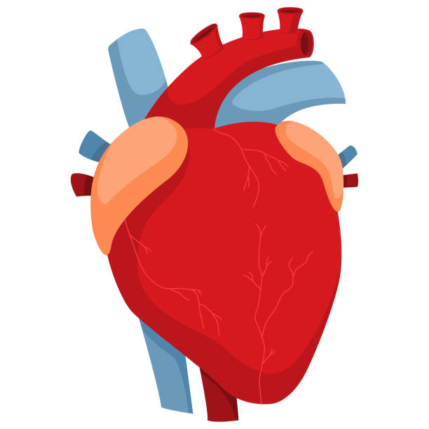 человеческое сердце с артериями и клапанами. векторная карикатурная иллюстрация анатомии внутреннего органа изолирована на белом фоне. - laporta stock illustrations