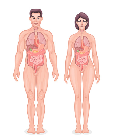 Human Internal Organs Diagram Stock Illustration Download Image Now Istock