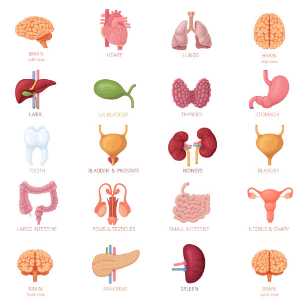 Human Internal Organs Icon Set Human Internal Organs Icon Set internal organ stock illustrations