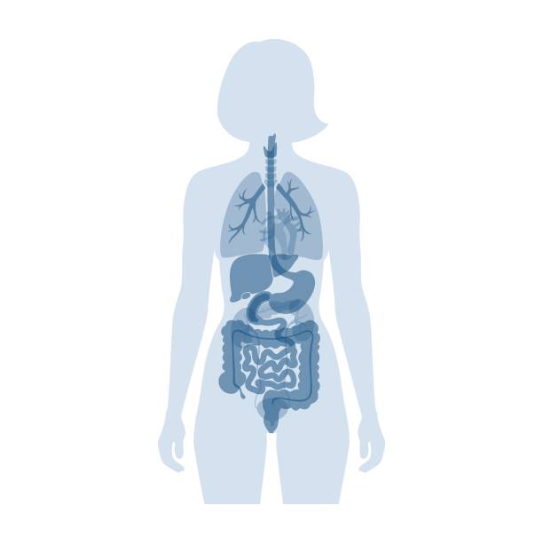 organ internal manusia - tubuh manusia ilustrasi stok