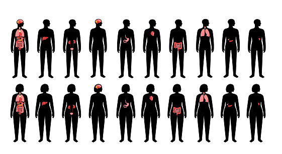 Internal organs in woman and man body. Brain, stomach, heart, kidney,  medical icon in female and male silhouette. Digestive, respiratory, cardiovascular systems. Anatomy poster vector illustration.