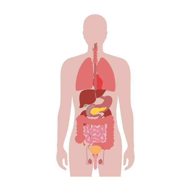 Human internal organs vector Vector isolated illustration of human internal organs in male body. Stomach, liver, intestine, bladder, lung, testicle, uterus, spine, pancreas, kidney, heart, bladder icon. Donor medical poster internal organ stock illustrations