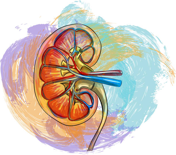 Human Kidney Drawing vector art illustration