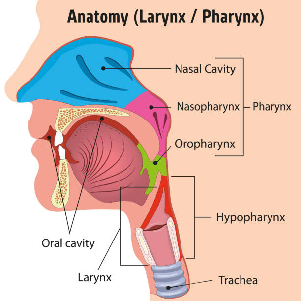 Human Larynx and Internal Pharynx Anatomy Head Illustration, Close. Ideal for training materials and medical education  neck stock illustrations