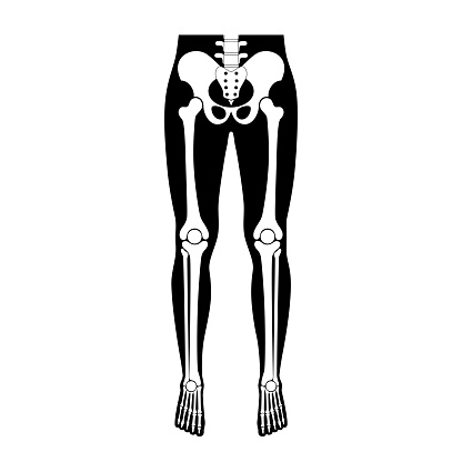 Human leg bones anatomy.