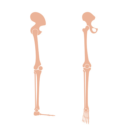 Human leg bones anatomy.