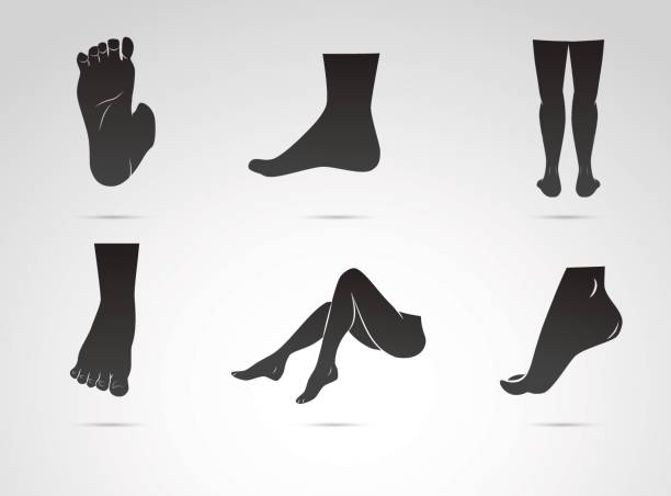인간의 다리, 흰색 배경에 고립 된 발 벡터 아이콘 - 발 stock illustrations