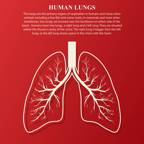 Human Lung anatomy illustration vector art illustration