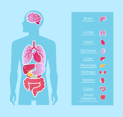 Human man people anatomy internal organs system banner poster scheme. Medicine education concept. Vector flat cartoon isolated graphic design