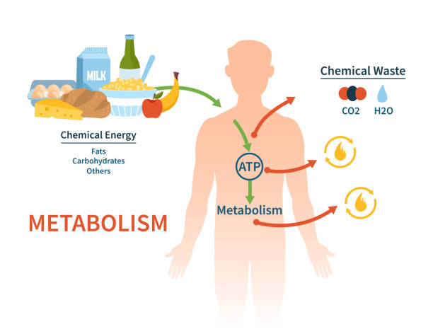 illustrazioni stock, clip art, cartoni animati e icone di tendenza di banner vettoriale del metabolismo umano. - metabolismo