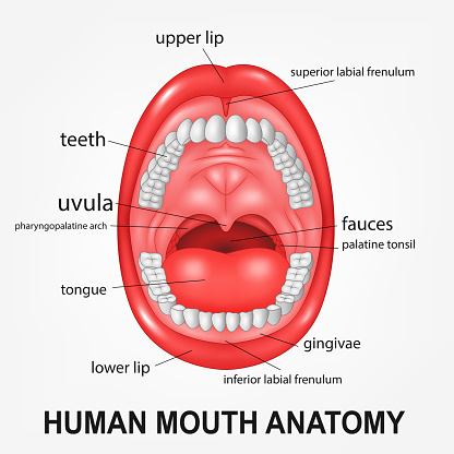 Human mouth anatomy, open mouth with explaining