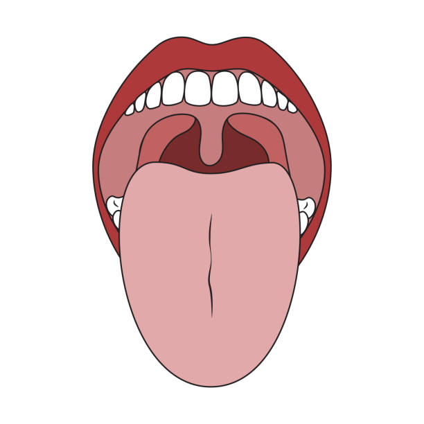 Human Mouth and Tongue. Oral Cavity Human Mouth and Tongue. Oral Cavity. Isolated on White Background healthy tongue stock illustrations