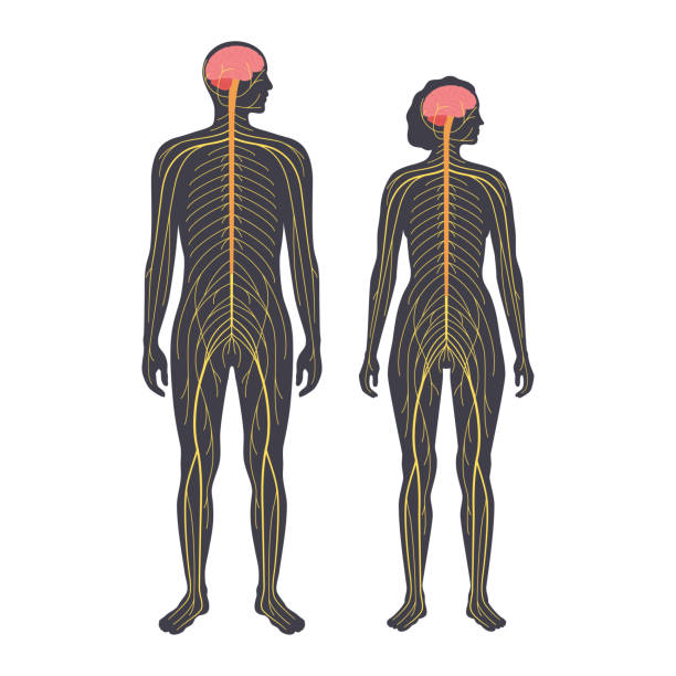 Human nervous system Human nervous system in man and woman silhouette. Network of nerves CNS and PNS systems concept. Brain and spinal cord conducts impulses to body parts. Sensory receptors flat vector illustration central nervous system stock illustrations
