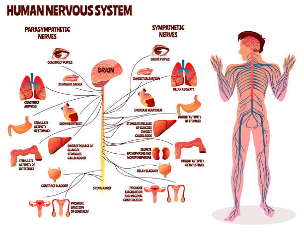 Human nervous system vector illustration Human nervous system vector illustration. Cartoon design of man body with brain parasympathetic and sympathetic nerves chain for neurology medical infographic human nervous system stock illustrations