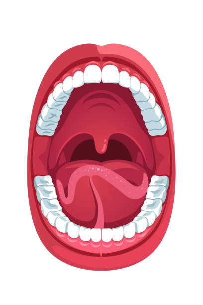Human oral cavity and open mouth anatomy structure model. Infographic design for educational poster. Flat isolated vector Oral cavity. Human open mouth anatomy model. Infographic design for educational poster. Open mouth anatomy and dentistry. Flat style isolated vector visual aid illustration human mouth stock illustrations